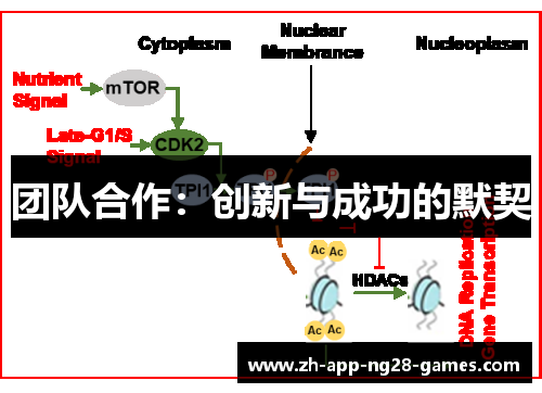 团队合作：创新与成功的默契